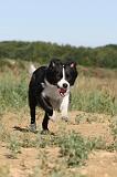 BORDER COLLIE 291